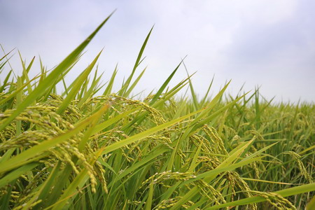 中国·24848威尼斯(股份)有限公司-官方网站